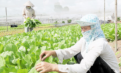 Cần xây dựng thương hiệu hàng nông sản chủ lực của Củ Chi