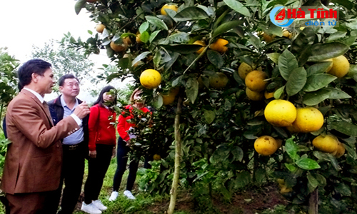 Tạo dựng thương hiệu cam VietGAP của Hà Tĩnh